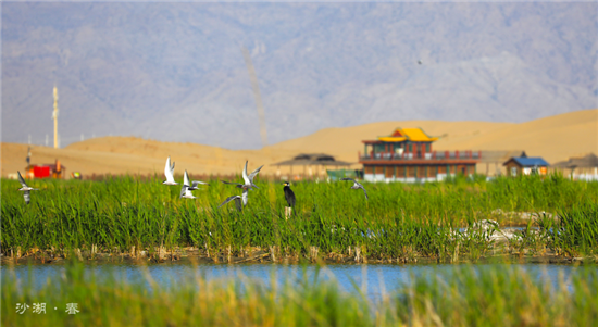 沙湖栖居着白鹤、黑鹤、天鹅等十数种珍鸟奇禽。